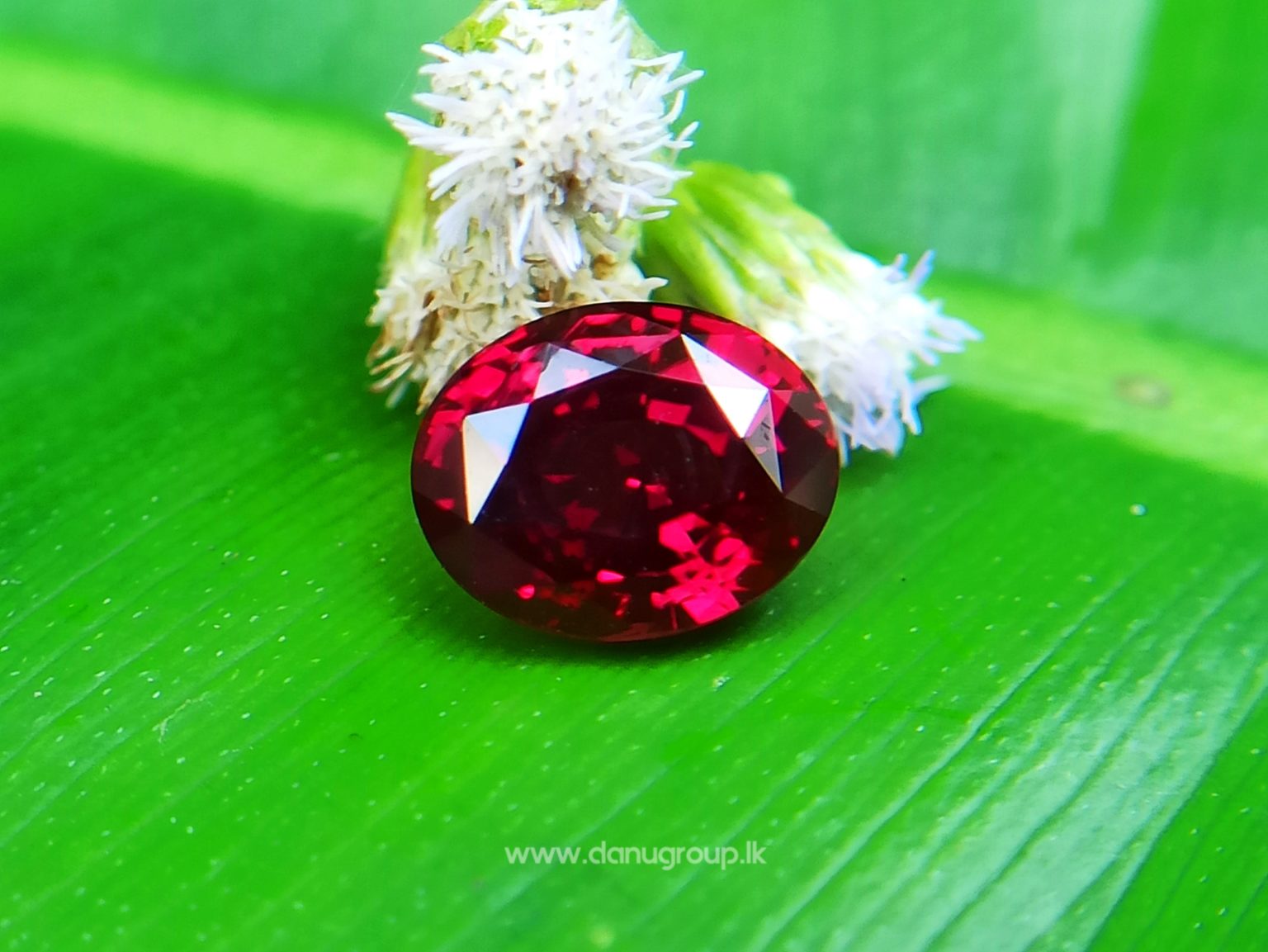 Ceylon Ruby - Danu Group