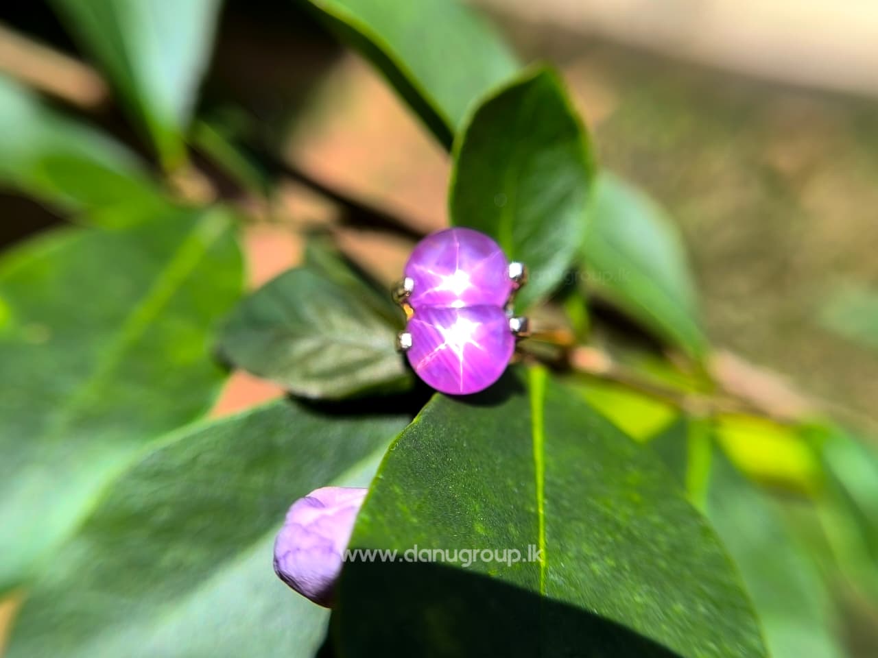 Ceylon Natural Rare Twin Star Sapphire