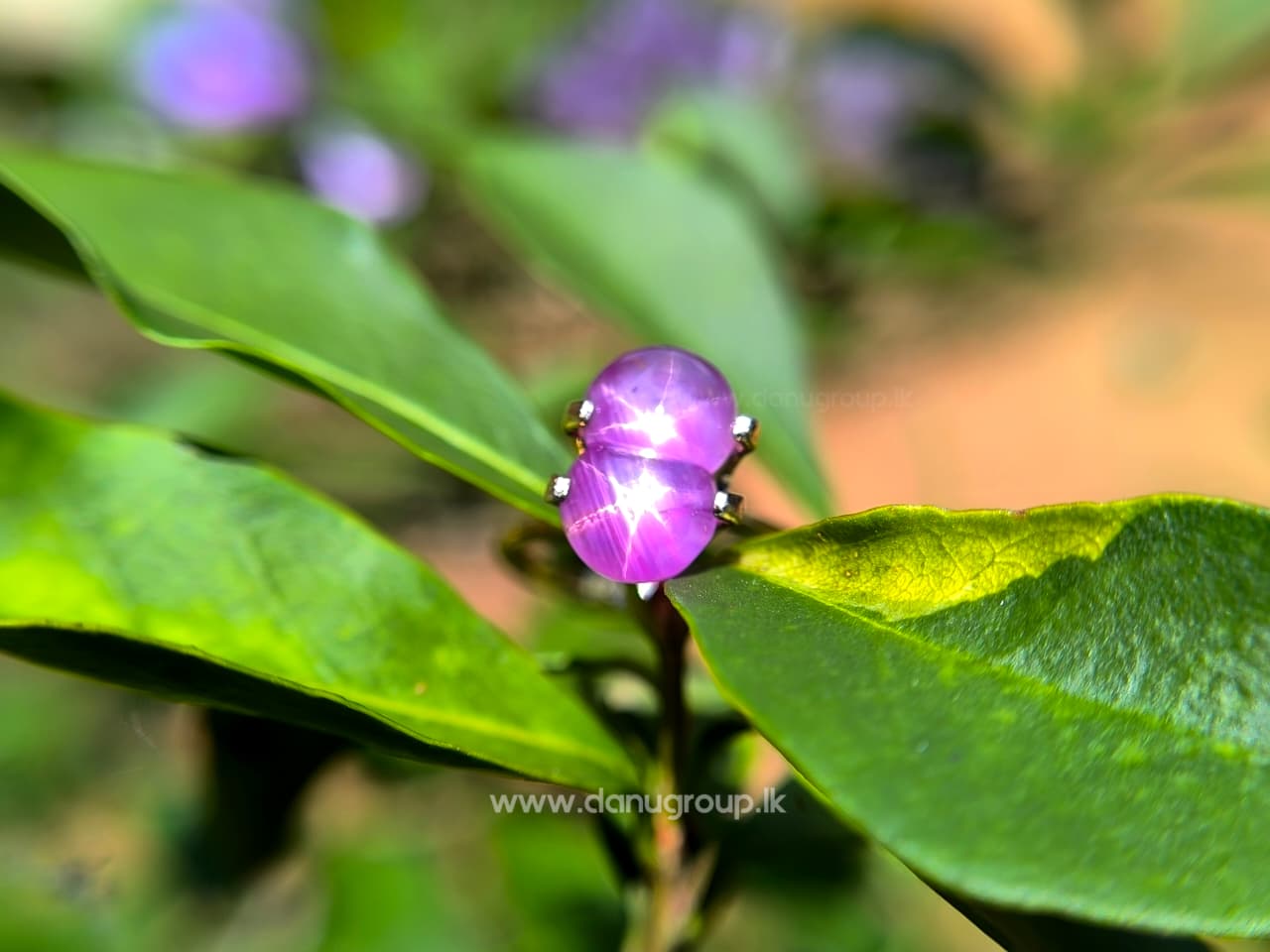 Ceylon Natural Rare Twin Star Sapphire